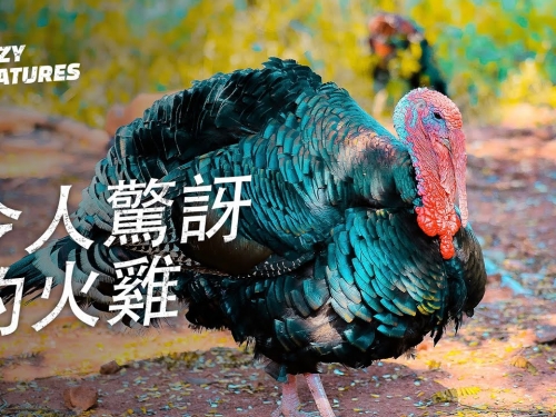 火雞的6條驚人事實 | 奇怪動物紀錄片