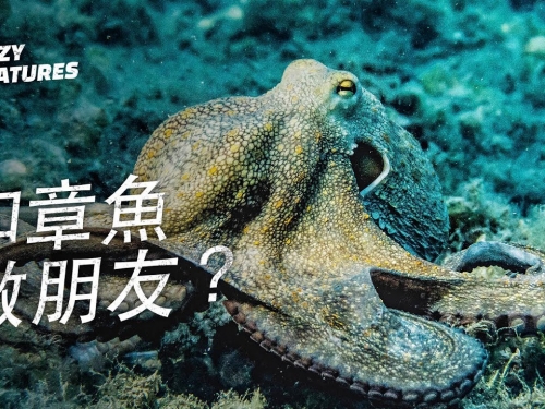 和章魚做朋友是一種怎樣的體驗？| 奇怪動物紀錄片