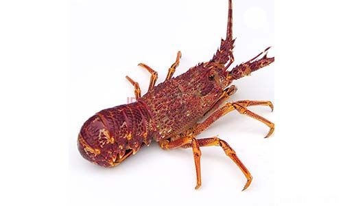 世界上最長壽的生物:蝦是長生不老的嗎