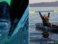 瑞典「猛男」一竿釣起565公斤巨鯊　刷新世界紀錄