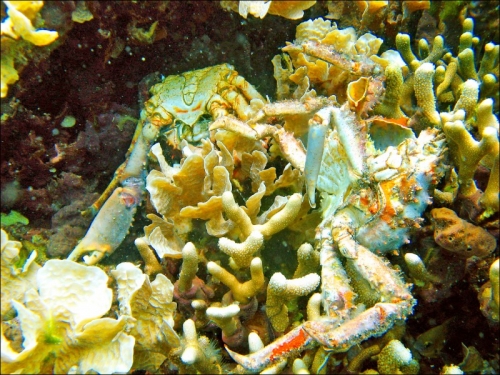 海水暖化危及溶氧量 低氧海域增至700處