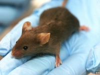 超進化？老鼠植入人腦細胞　智力記憶力提升4倍