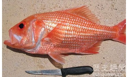 世界上年齡最大的魚來自哪裡?