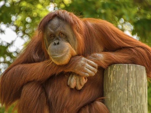 母猩猩不懂餵奶 她抱寶寶親身示範 隔天就會了