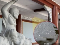 傳3千年一見！　南韓大學驚現百朵「神花」