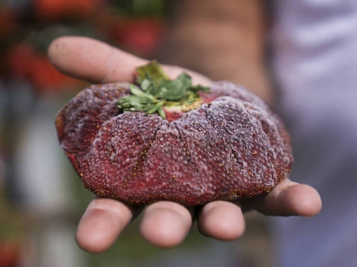 半斤重！以色列巨無霸草莓重289克 冰1年終於認證世界紀錄