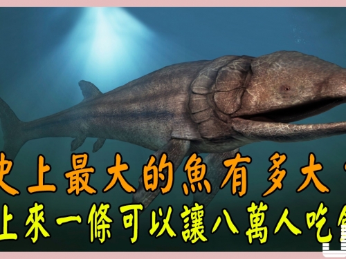 史上最大的魚有多大？釣上來一條可以讓八萬人吃飽！