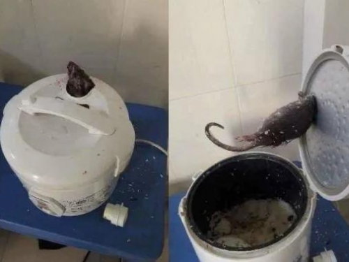 電鍋蒸氣孔冒出老鼠頭 疑似「吃太飽」 就死了