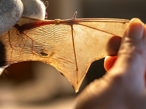 為何蝙蝠的翅膀不像鳥類那樣多樣化？