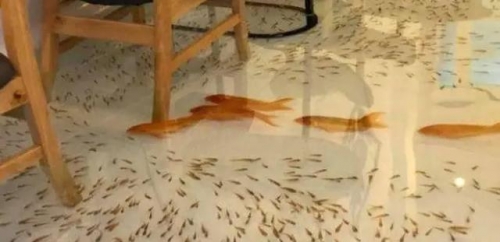 越南一家在地板上養魚的錦鯉咖啡廳，成為網紅，最怕顧客有腳氣？
