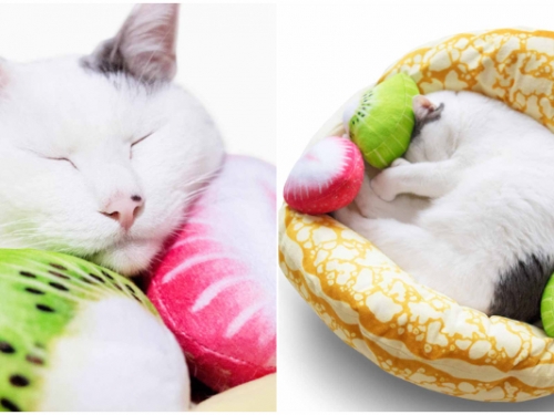 貓奴們買起來！日本雜貨品牌再推「水果盤寵物窩」　超寫實橘子、櫻桃根本超療癒！