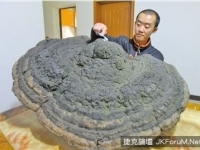 大得像把雨傘！重慶男從樹上摘下50公斤「巨型靈芝」