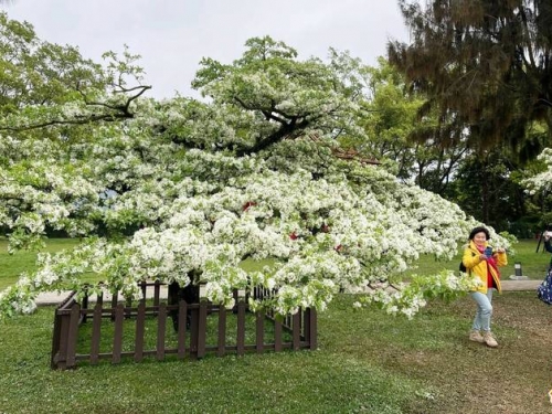 4月雪報到！ 桃園石管局大草坪「流蘇花」爆開中