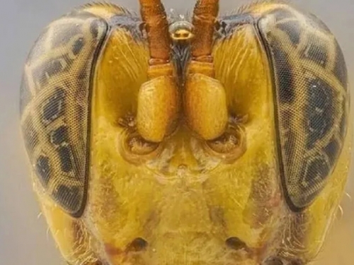 亞馬遜發現「外星黃蜂」！宿主被刺穿吸血、產卵 再遭幼蟲活生生吃死