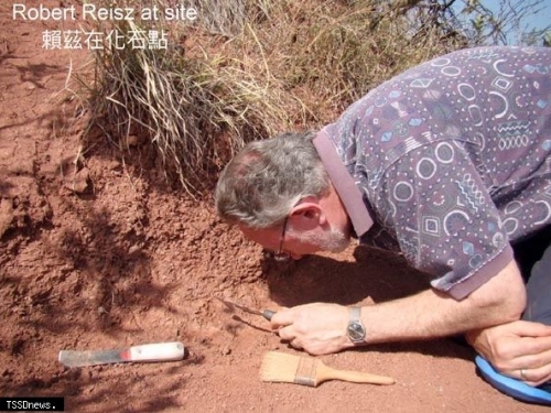 分析侏羅紀早期恐龍胚胎牙齒 台跨國團隊研究登自然通訊