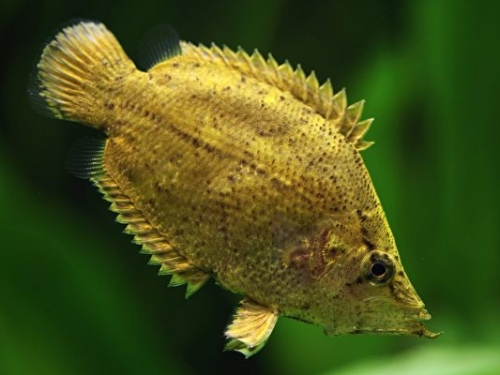 這種魚會偽裝成枯葉 將獵物手到擒來