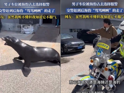 停車位遭霸佔曬太陽　警到場「牠」委屈的邊罵邊離開