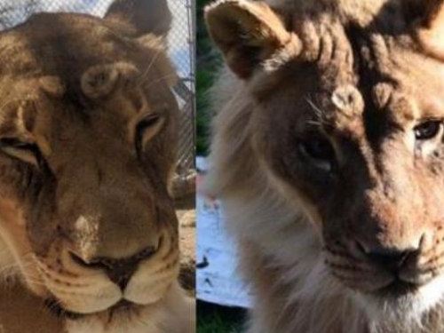 雄獅過世太傷心？ 母獅竟「變性」長鬃毛