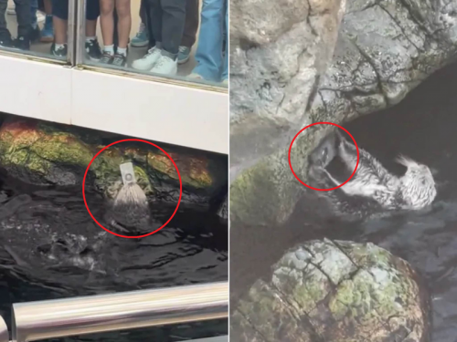 每敲一次都心痛！ 遊客iPhone落入水池 海獺撿起猛砸牆邊