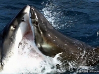 搶食！　大白鯊海中互相殘殺　場面血腥恐怖