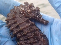 捕獲全球最大海馬　身長34公分