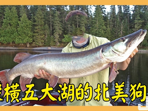縱橫五大湖的北美狗魚，體大肉肥可惜美國人不愛吃