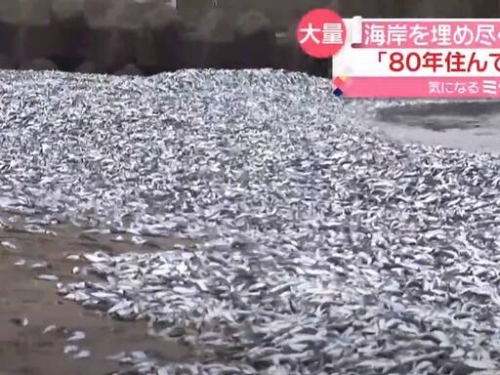80年首見！日本沙灘出現海量沙丁魚