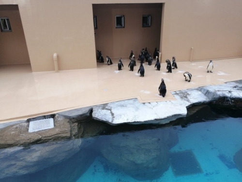 企鵝也討厭加班 閉館前10分鐘排隊等回家 社畜羨慕哭