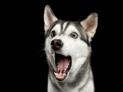 玩具車突變形 二哈嚇壞「倒退嚕」 下秒竟180度翻牆墜樓