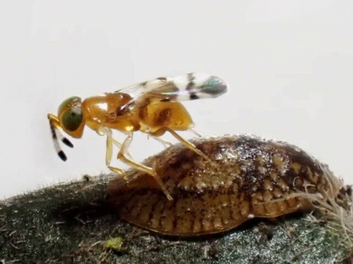 小小寄生蜂立大功！拯救世界最稀有鳥類免於滅絕