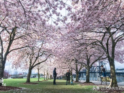 世界上面積最小公園：小到只能種下一棵樹，40年被偷了上百次