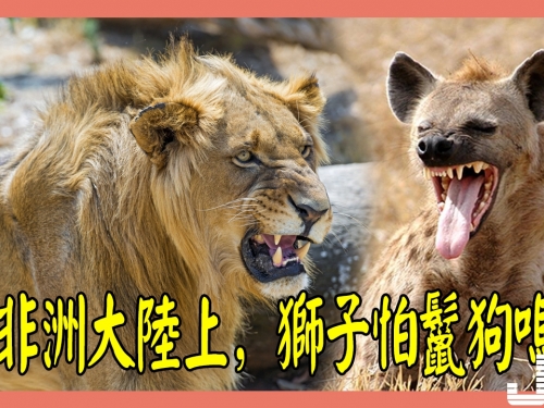 在非洲大陸上，究竟是獅子怕鬣狗，還是鬣狗怕獅子？