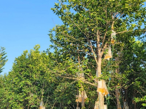 路邊整排樹「掛滿尿袋」網友：長知識了！