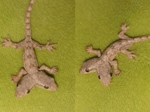 泰驚奇！女子驚見「雙頭壁虎」 拍下PO網引熱議