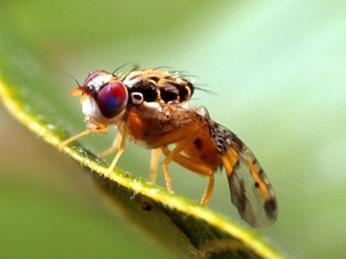 昆蟲偷聽植物「說話」？新研究揭驚人互動