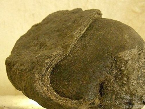 世界上最值錢的糞便賣了500萬