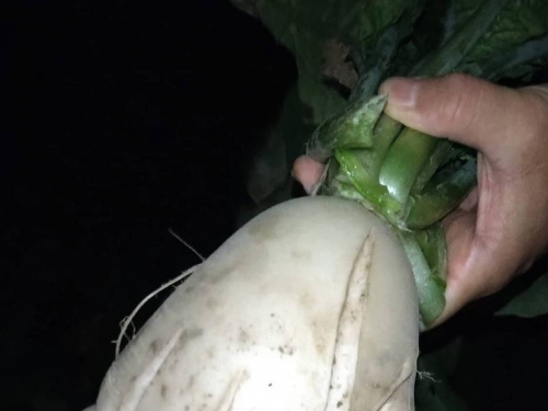 超可愛！蘿蔔長著酷似去毛的雞 令人嘖嘖稱奇