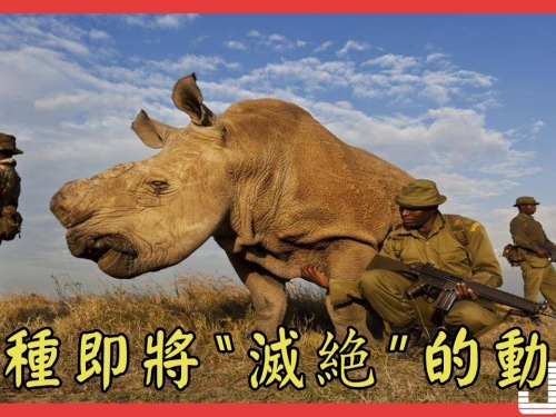 十種即將“滅絶”的動物, 第6種還沒見過就要看不到了