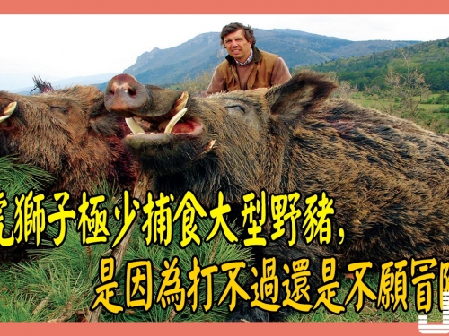 老虎獅子極少捕殺大型野豬，是因為打不過還是不願冒險？