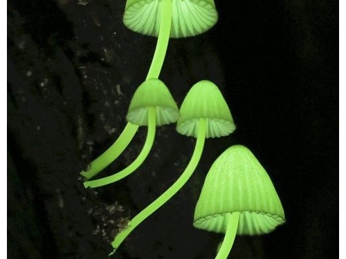 自然界中迷人的發光生物