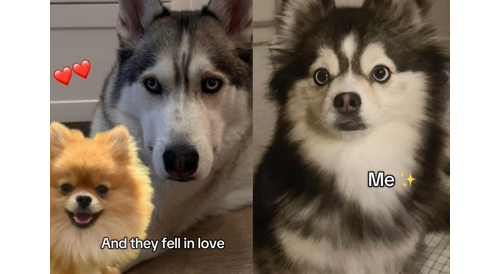 哈士奇媽+博美爸生出最萌混血犬 4歲「博士奇」爆紅百萬網圈粉