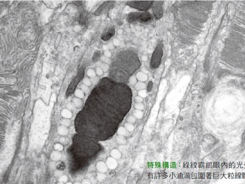 視網膜中的神秘油滴─綠紋霸鶲的視網膜構造可能是牠們追蹤獵物能力的關鍵。