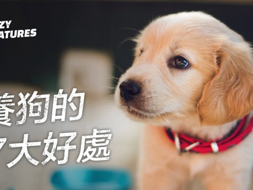 養狗的7大科學好處 | 奇怪動物紀錄片