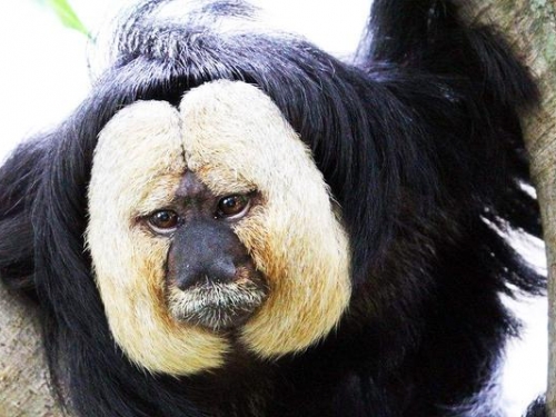 動物界“抗毒之王”，不管有毒無毒都通吃，誤食毒物也啥事沒有？