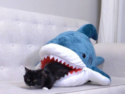 爆笑！怕「金孫」被鯊鯊吃掉 阿嬤連夜縫嘴